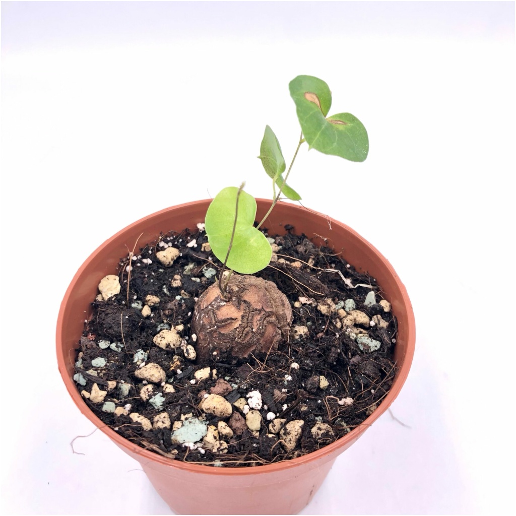 La plante tortue, Dioscorea elephantipes : culture, entretien