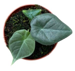 Alocasia Maharani