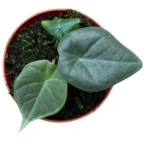 Alocasia Maharani