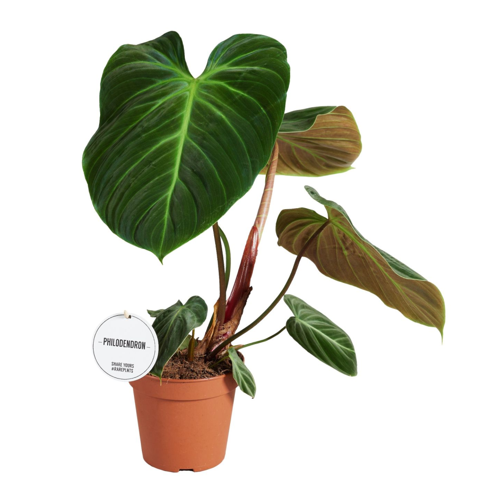 Philodendron El Choco Red