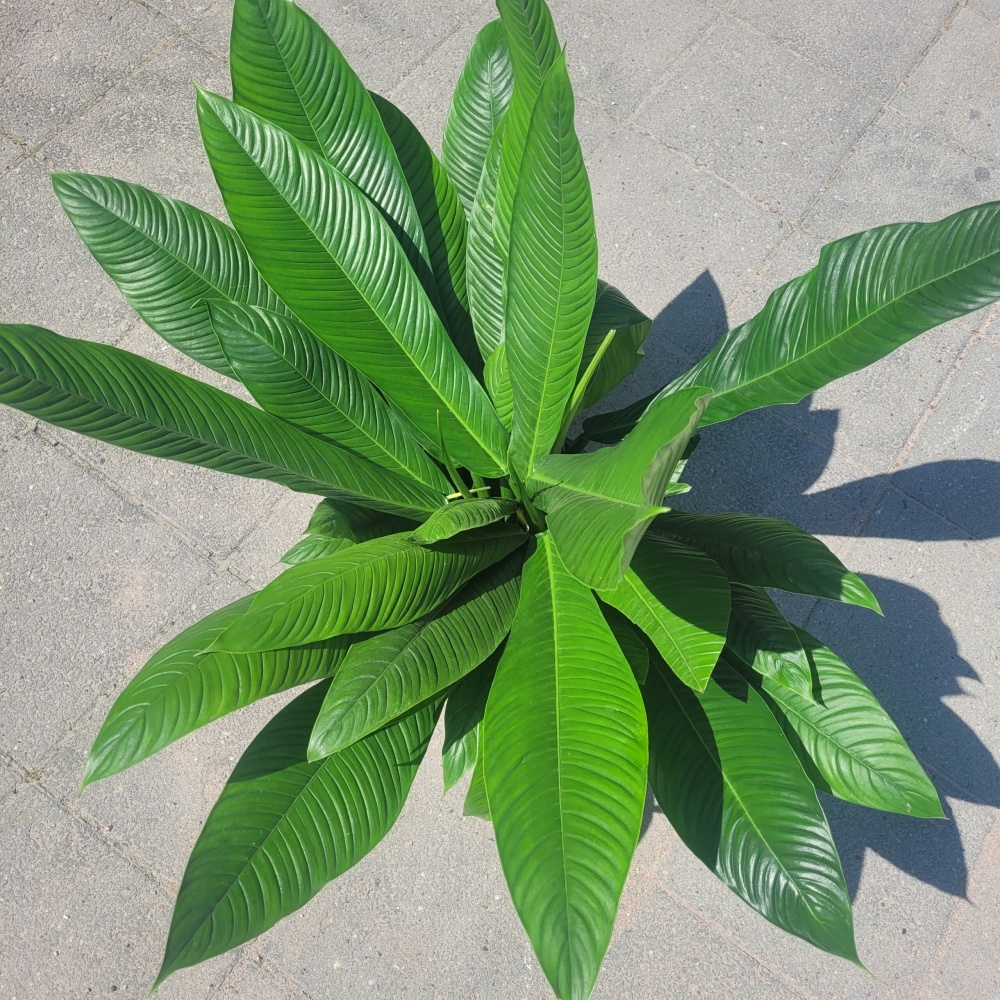 Philodendron Campii Lynette