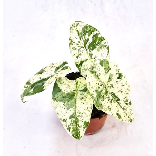 Alocasia Odora Batik