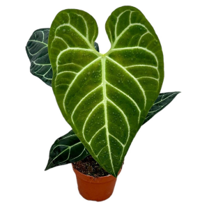Anthurium regale XL