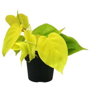 Philodendron hederaceum ‘Lemon Lime’