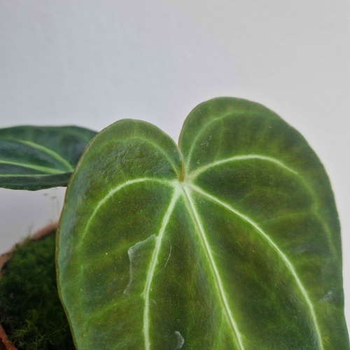 Anthurium Regale