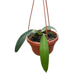 Anthurium Wendlingeri