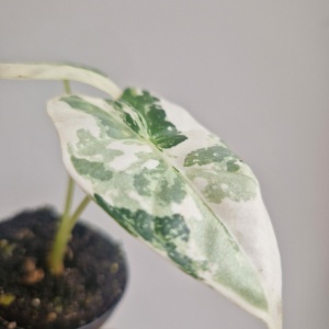 Alocasia Frydek, Babypflanze