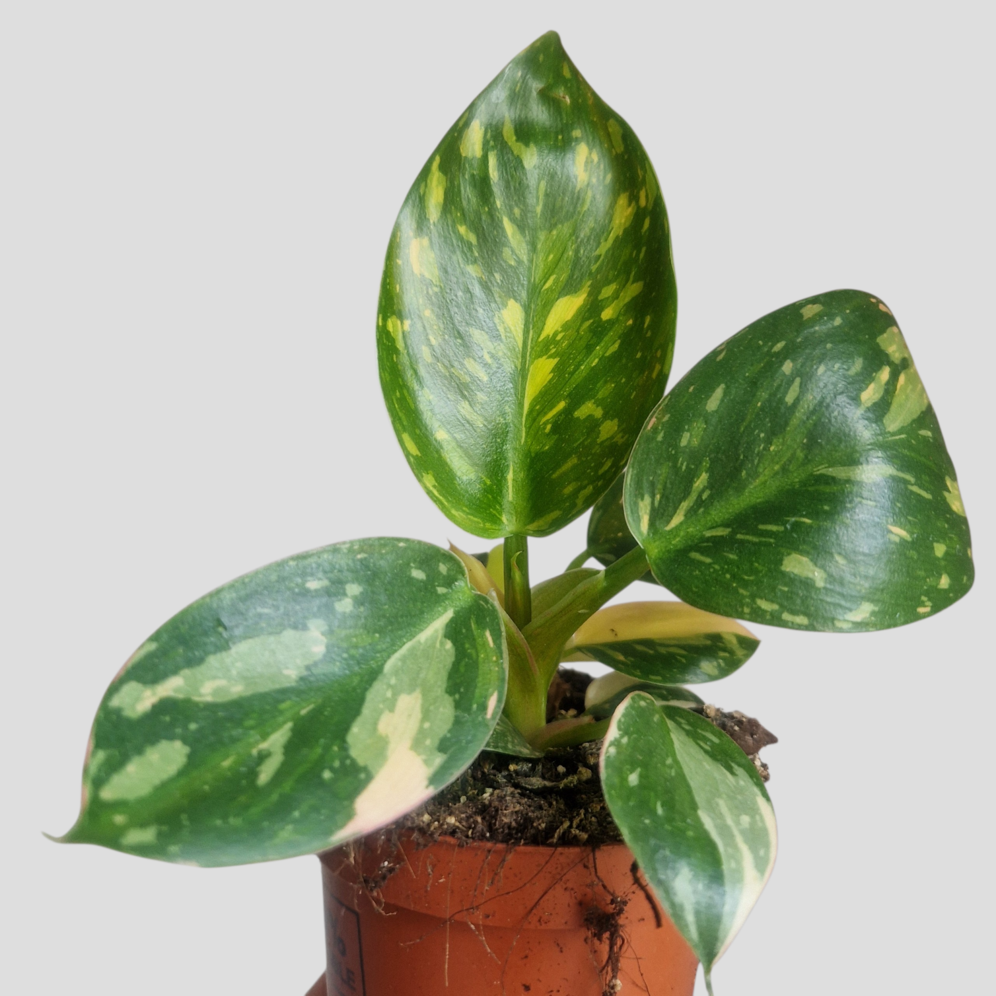 Philodendron Green Congo Variegata