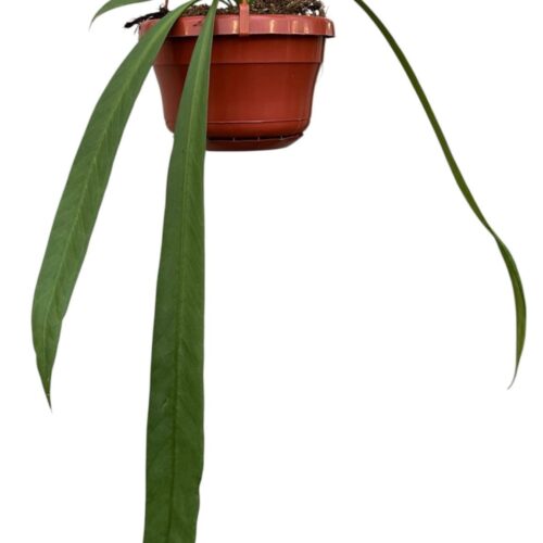 Anthurium Vittarifolium