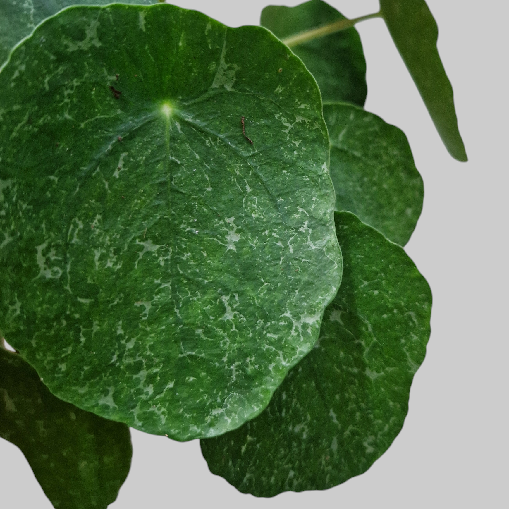 Pilea peperomioides 'Sugar'