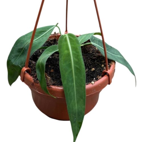 Anthurium Pallidiflorum