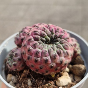 Sulcorebutia rauschii ‘Violacidermis’