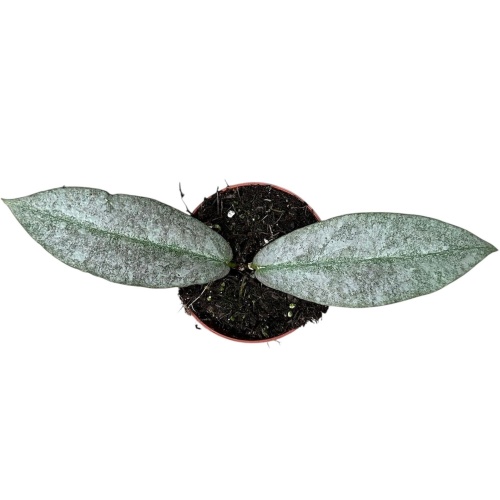 Hoya Mitrata Silver