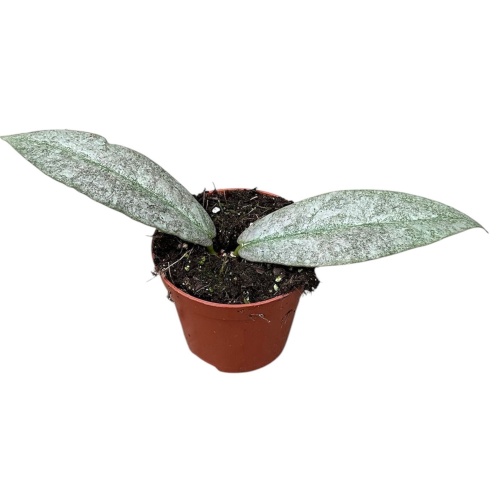 Hoya Mitrata Silver 2