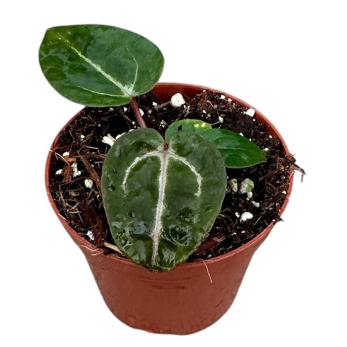 Anthurium Zara x Michelle x Red Crystallinum