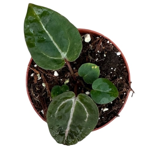 Anthurium Zara x Michelle x Red Crystallinum