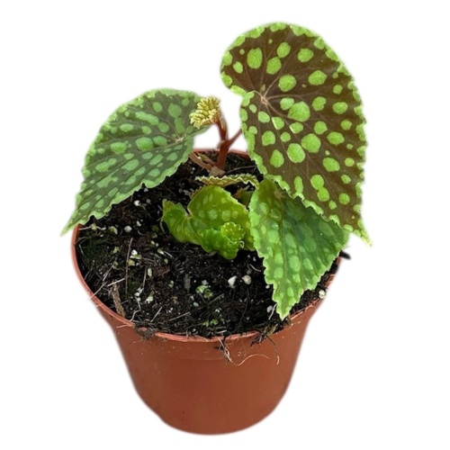 Begonia Chlorosticta