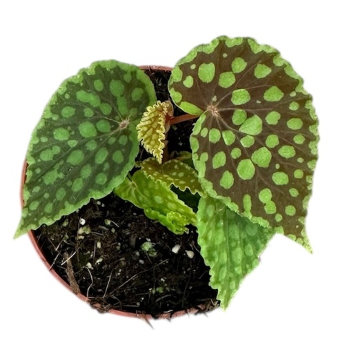 Begonia Chlorosticta