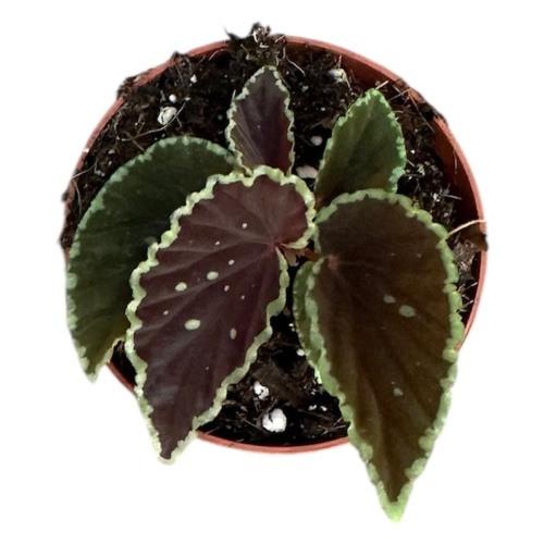 Begonia darthvaderiana ‘Green Spot’