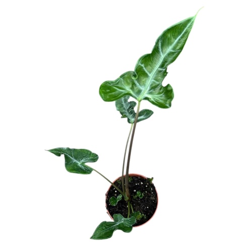 Alocasia Teletubbies