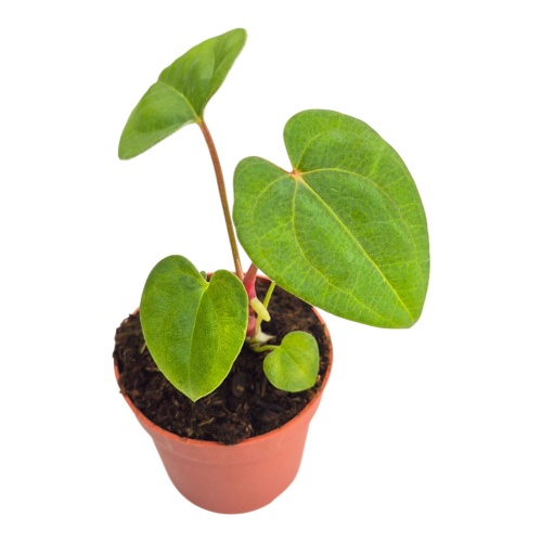 Anthurium Dark Phoenix × papillilaminum