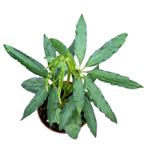 Anthurium Polyschistum