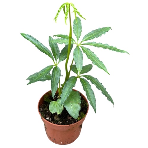 Anthurium Polyschistum