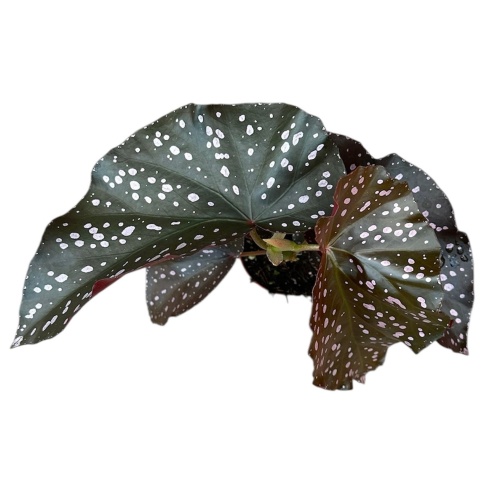 Begonia Palmata D. Don