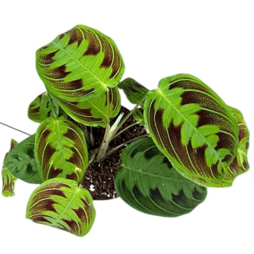 Maranta Noid