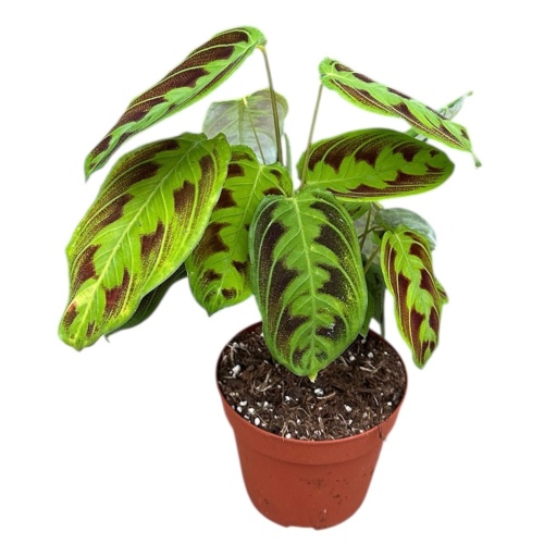 Maranta Noid