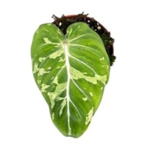 Philodendron Gloriosum Snow Leopard