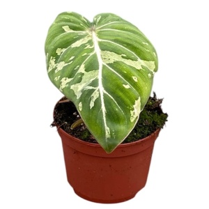 Philodendron Gloriosum Snow Leopard