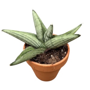 Sansevieria ’Rookie’
