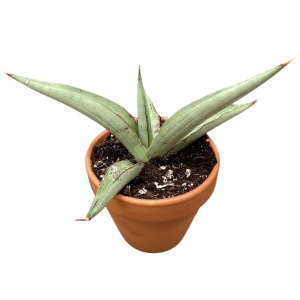 Sansevieria Swan Dancer