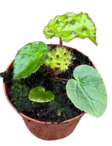 Begonia Ferox 2