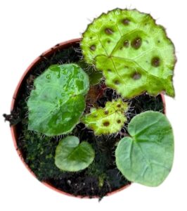 Begonia Ferox