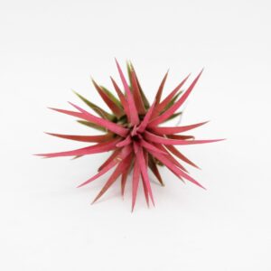 Tillandsia ionantha 'Red'