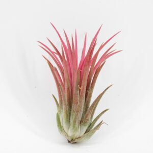 Tillandsia ionantha 'Red'