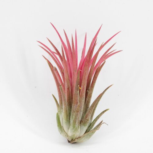 Tillandsia ionantha 'Red'