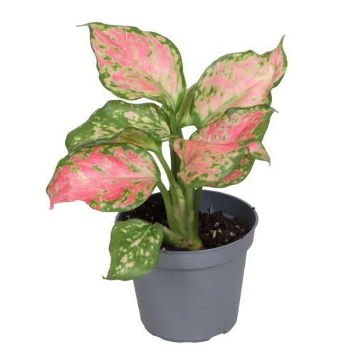 Aglaonema Beauty