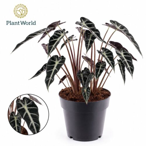 Alocasia Bambino Arrow