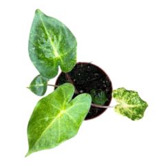 Alocasia New Guinea Gold