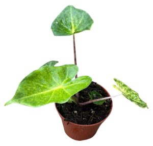 Alocasia New Guinea Gold