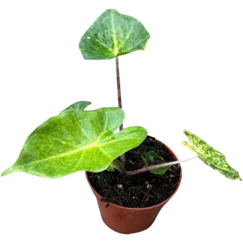 Alocasia New Guinea Gold