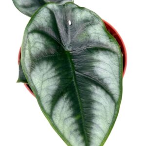 Alocasia Reversa