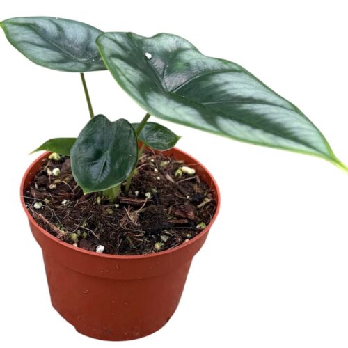 Alocasia Reversa