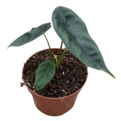 Alocasia Venusta