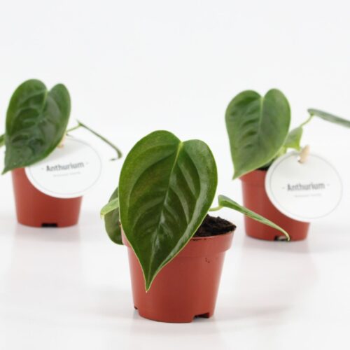 Anthurium Veitchii