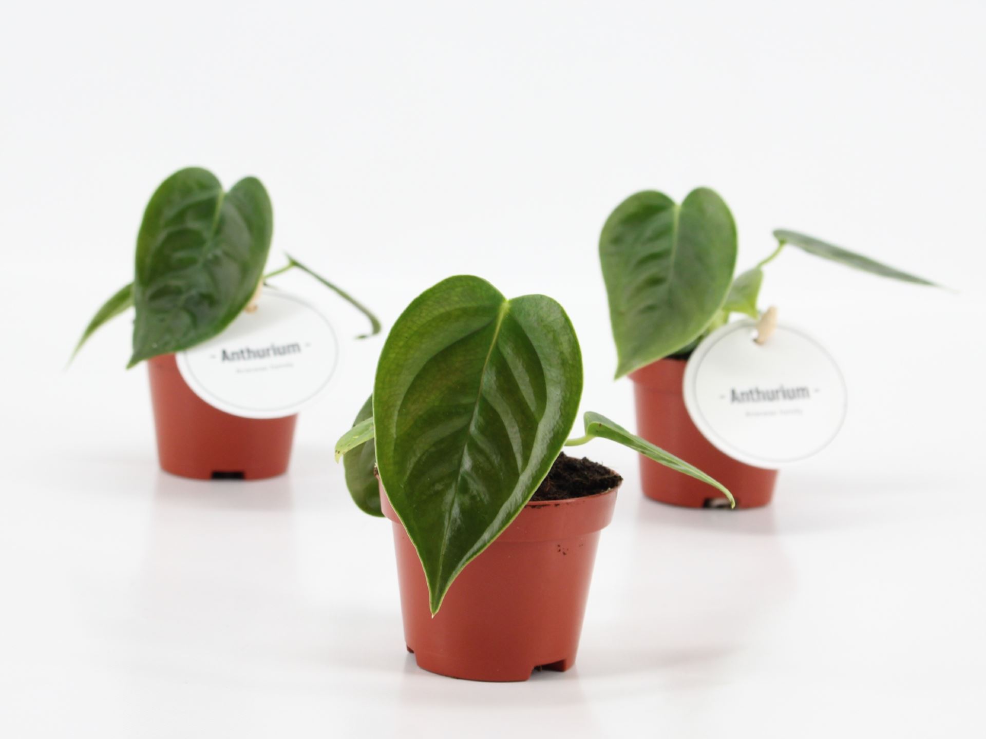 RU14 × veitchii pup Anthurium Veitchii, Baby Plant | Urban Jungle