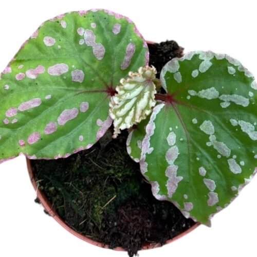 Begonia Cream Powder